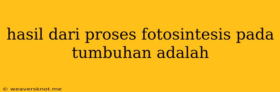 Hasil Dari Proses Fotosintesis Pada Tumbuhan Adalah